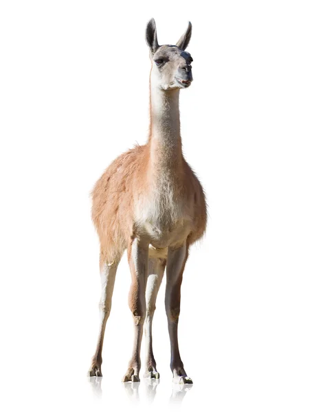 Retrato de llama — Foto de Stock