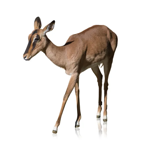 Portrait Of Deer — Stock Photo, Image