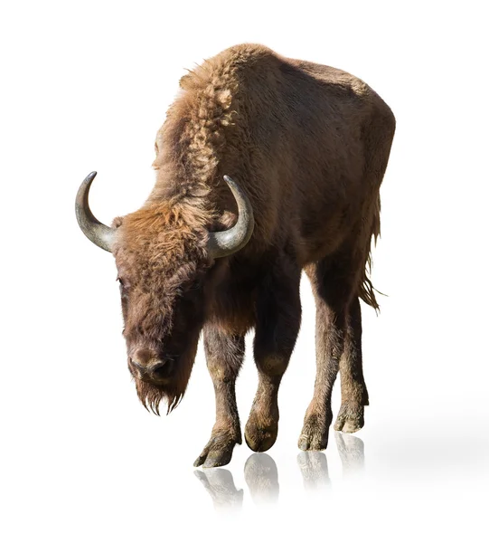 Portrait Of Bison — Stock Photo, Image