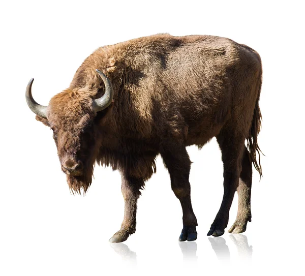 Portret voor bison — Stockfoto