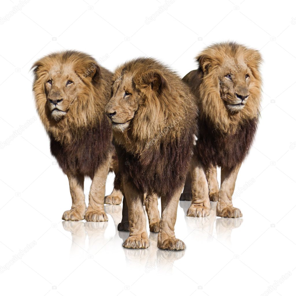 Group Of Wild Lions