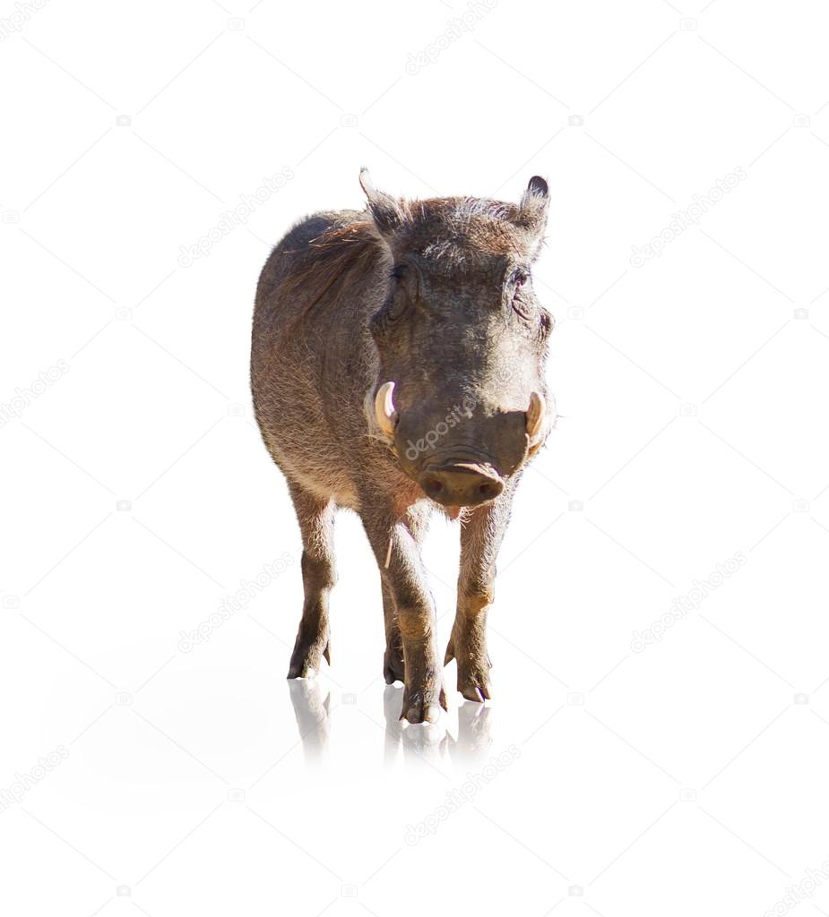 Portrait Of Wild Boar