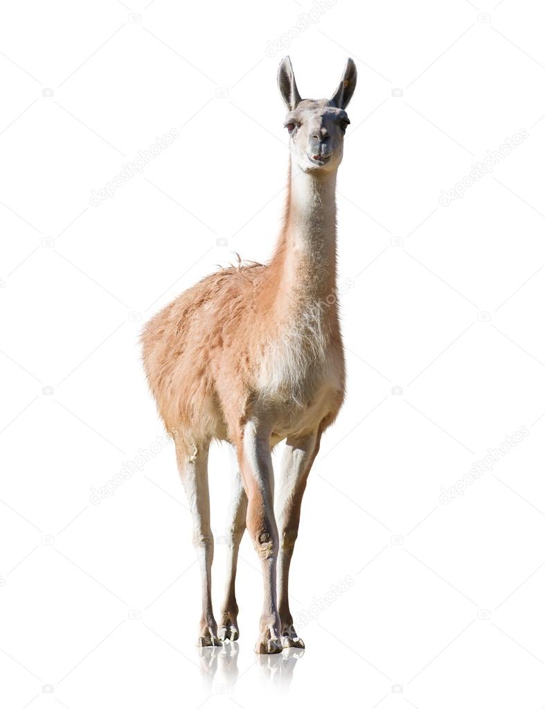 Portrait Of Llama