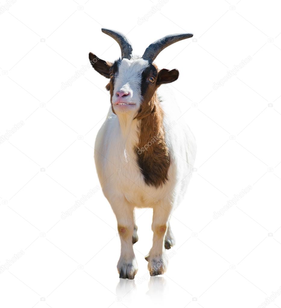 Portrait Of Goat