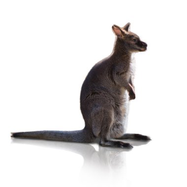 Portrait Of Kangaroo clipart