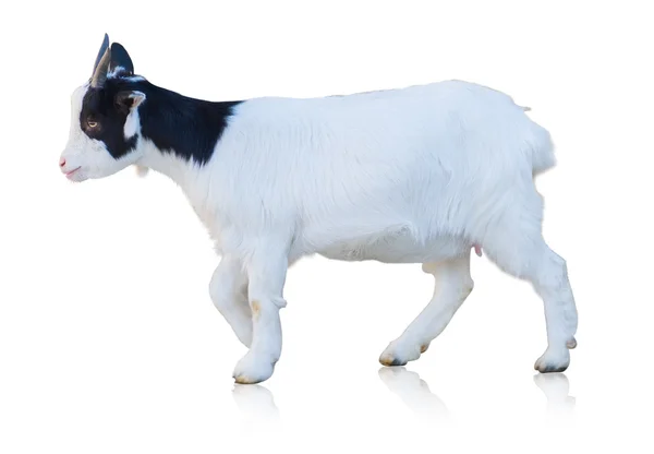 Portrait Of Goat — Stock Photo, Image