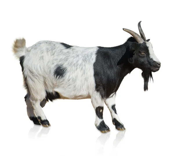 Portret van geit — Stockfoto