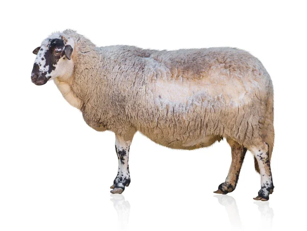 山羊的肖像 — 图库照片