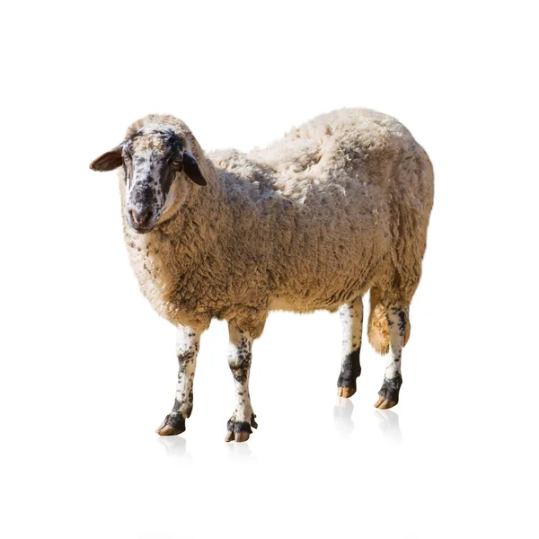 Retrato de cabra —  Fotos de Stock