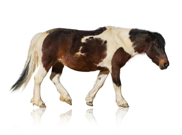 Portrait Of Horse — Stock Photo, Image