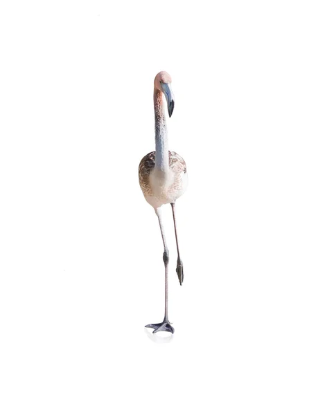 Portrét Flamingo — Stock fotografie