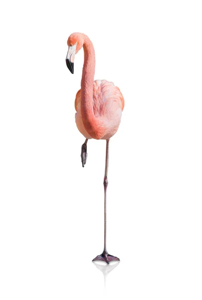 Porträtt av flamingo — Stockfoto