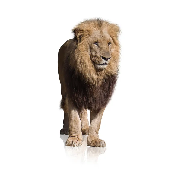 Portrait Of Wild Lion — Stock Photo, Image