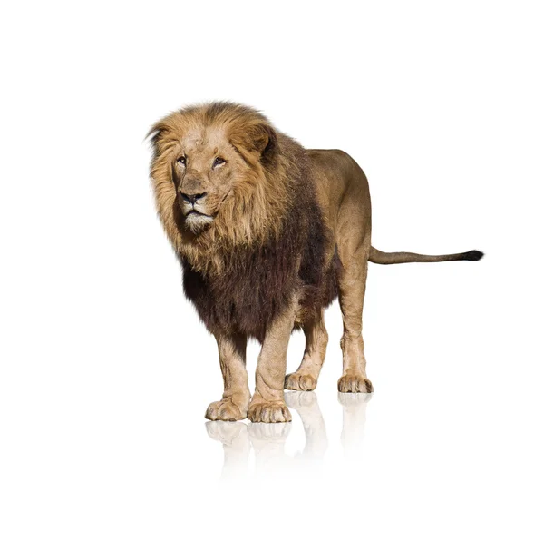 Retrato de león salvaje — Foto de Stock