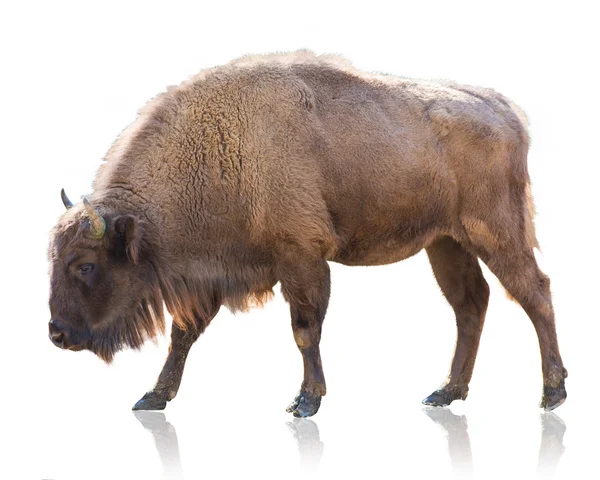 Retrato de Bison — Fotografia de Stock