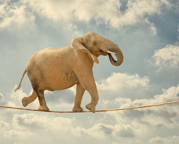 Elefante caminando sobre cuerda — Imagen de stock Elefante caminando sobre cuerda Imagen De Stock