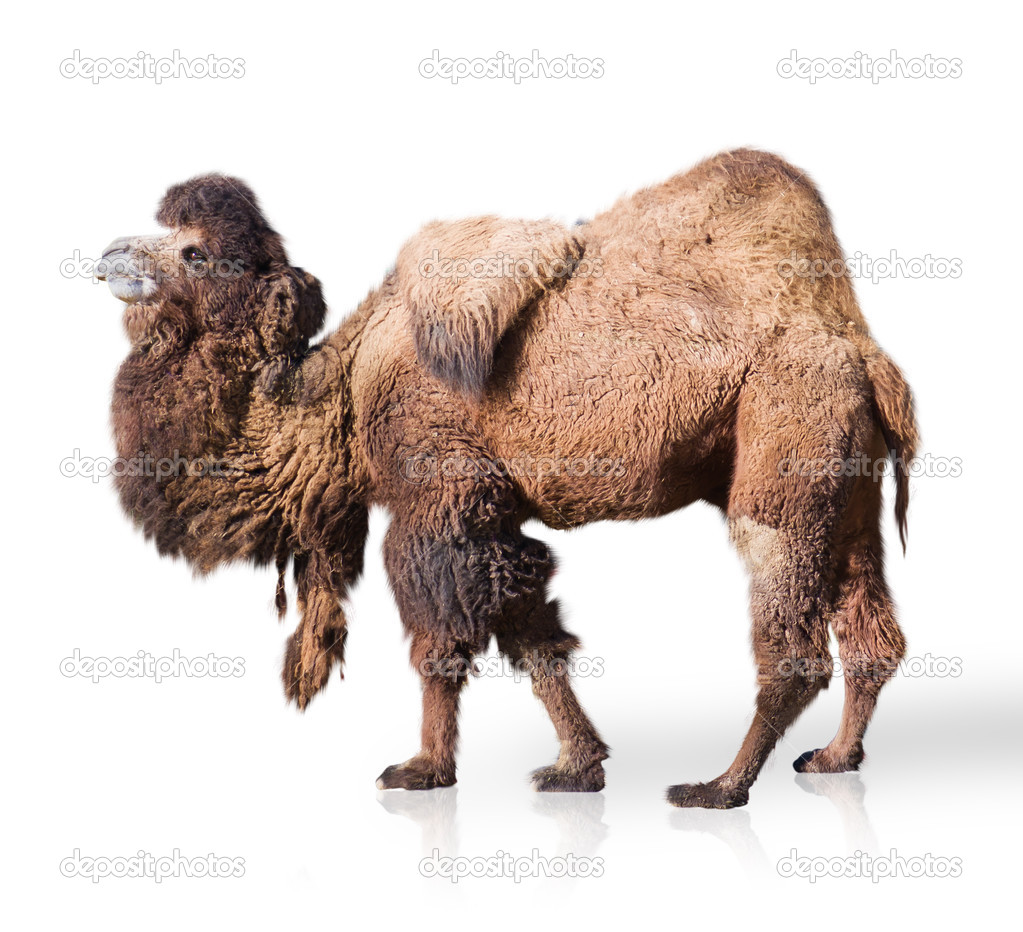 Portrait Of Camel