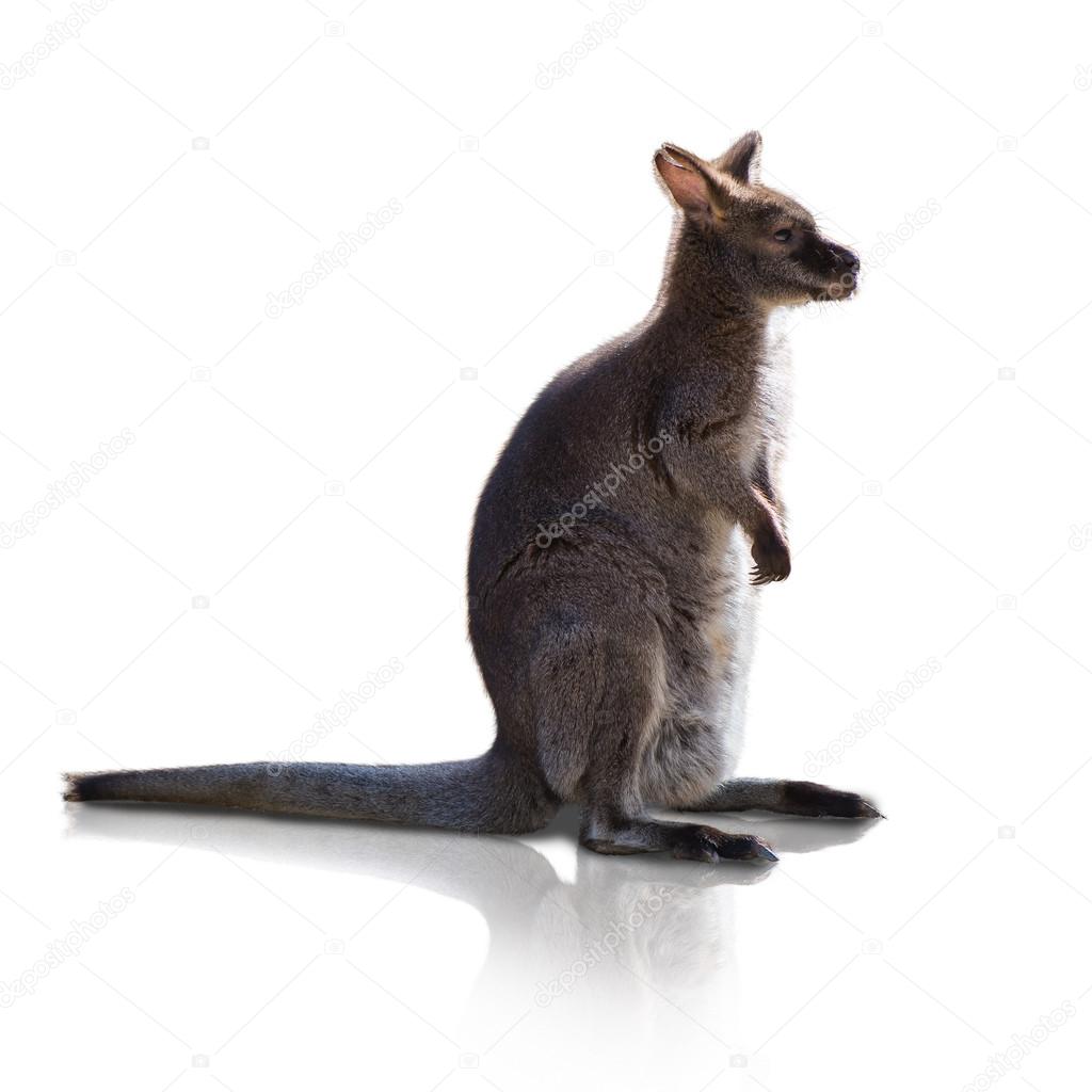 Portrait Of Kangaroo