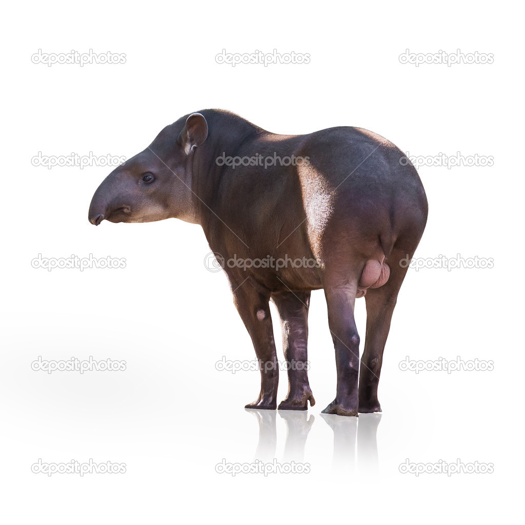 Portrait Of Tapir