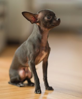 Genç chihuahua portresi