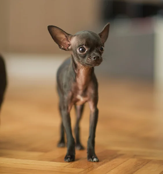 Portret młodego Chihuahua — Zdjęcie stockowe