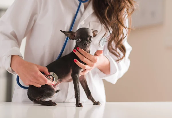 Femmina medico esaminando Chihuahua cane — Foto Stock