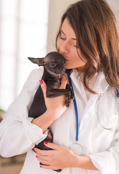 Doutor Feminino Beijando Chihuahua Dog — Fotografia de Stock