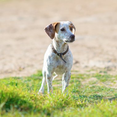sokak köpeği