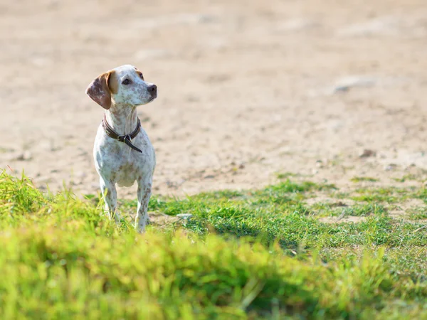 Perro callejero — Foto de Stock