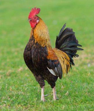 Portrait Of Rooster In The Field clipart