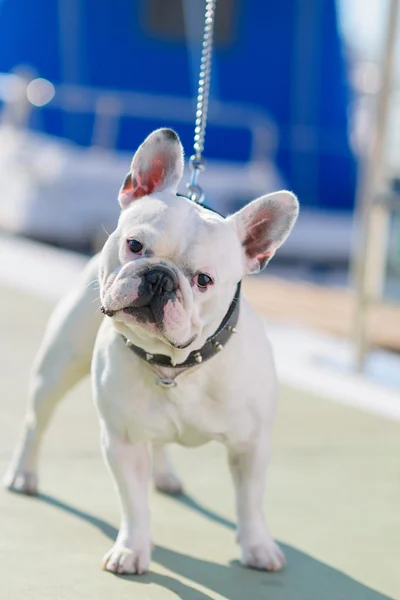 Close-up van bull hond — Stockfoto