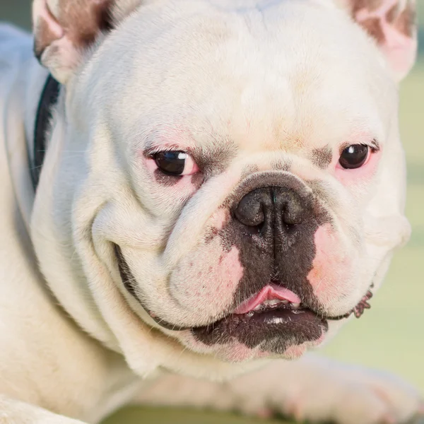 Close-up of a bull dog — Stock Photo, Image