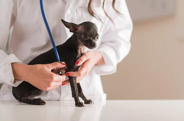 Femmina medico esaminando Chihuahua cane — Foto Stock