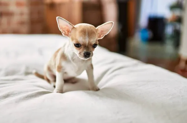 Schöne Kleine Chihuahua Welpen Stehen Auf Dem Bett Neugierig Und — Stockfoto