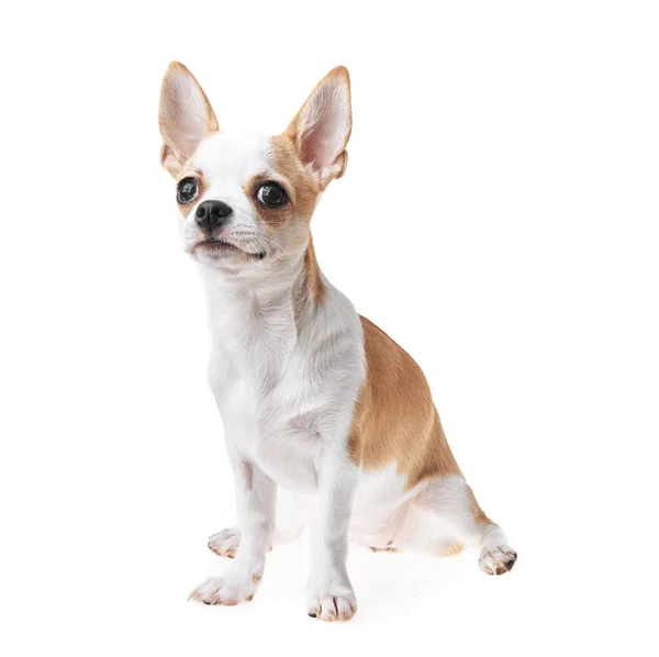 Frumos Drăguț Câine Mexican Chihuahua Alb Maro Fundal Izolat Studio — Fotografie, imagine de stoc