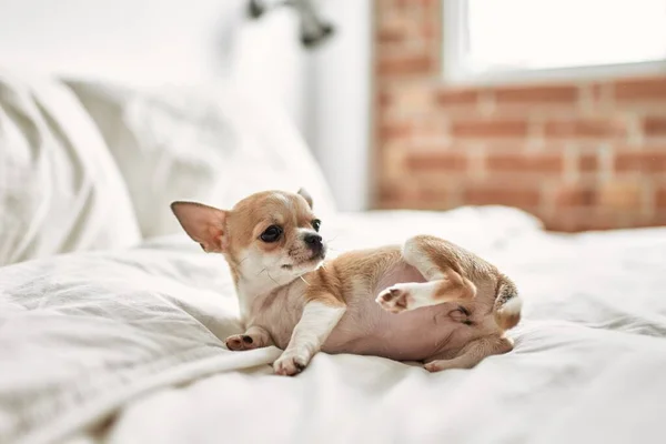 Beautiful Small Chihuahua Puppy Standing Bed Curious Happy Healthy Cute — Stock Photo, Image