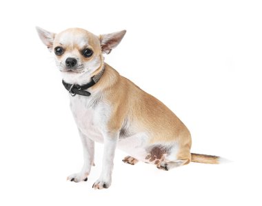 Güzel ve sevimli beyaz ve kahverengi Meksika chihuahua köpeği izole edilmiş arka planda. Saf minyatür chihuahua köpek yavrusunun stüdyo çekimi..