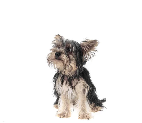 아름답고 귀여운 흑백의 요크셔 테리어는 고립된 강아지 재배종의 스튜디오 — 스톡 사진