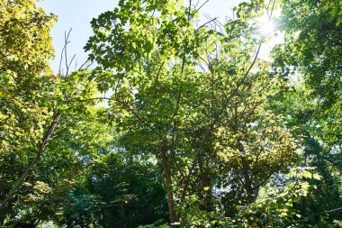 Güzel ağaç dış görünümü