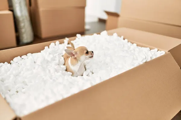 Chihuahua Cão Pequeno Bonito Jogando Jogo Engraçado Dentro Caixa Papelão — Fotografia de Stock