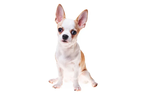 Hermoso Lindo Perro Chihuahua Mexicano Blanco Marrón Sobre Fondo Aislado —  Fotos de Stock