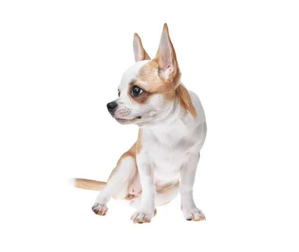 Mooie Schattige Witte Bruine Mexicaanse Chihuahua Hond Geïsoleerde Achtergrond Studio — Stockfoto