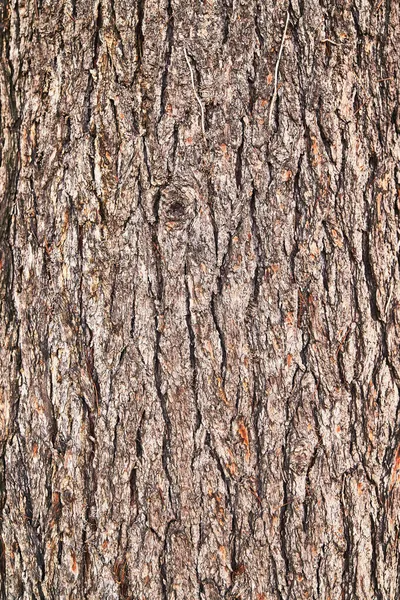 Bella Immagine Struttura Corteccia Albero — Foto Stock