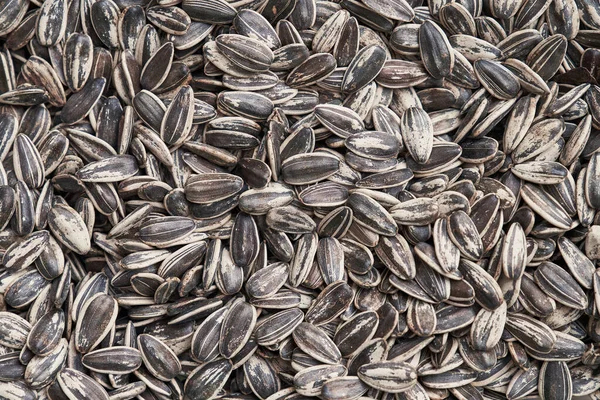 Beautiful Sunflower Seeds Image — Stock Photo, Image