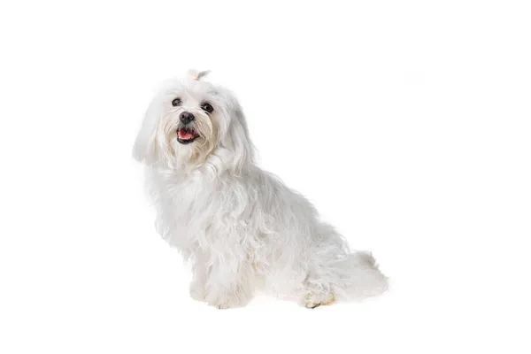 Hermoso Lindo Perro Blanco Bichon Maltés Sobre Fondo Aislado Estudio — Foto de Stock