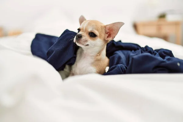 Mooie Kleine Hond Chihuahua Liggend Het Bed Met Een Deken — Stockfoto
