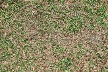 Güzel çimen desenli resim