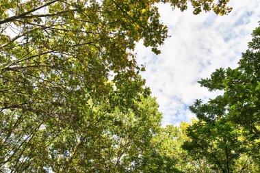 Güzel ağaç dış görünümü
