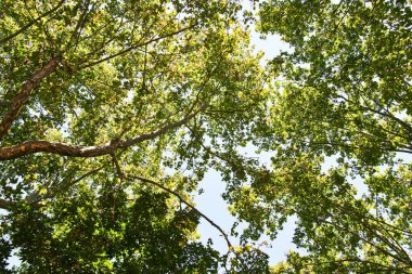 Güzel ağaç dış görünümü