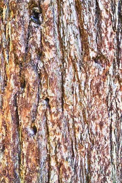 Beautiful Tree Bark Texture Image — Stock Photo, Image